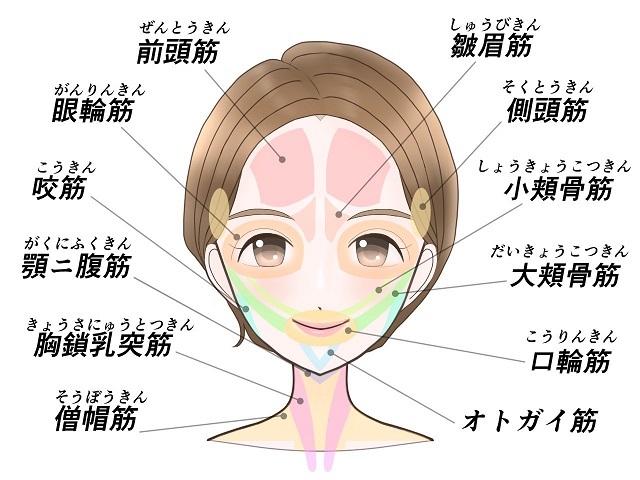 温活エステaoの顔の筋肉画像イメージ